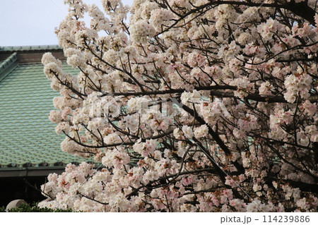金沢八景龍華寺の御室桜 114239886