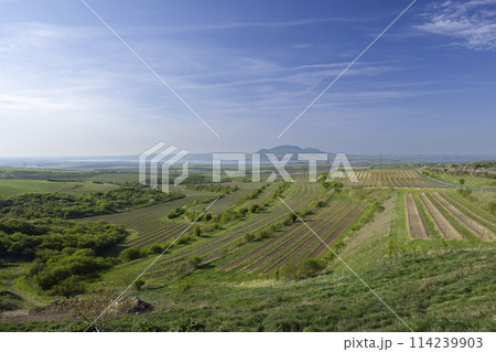 Vineyards under Palava, Southern Moravia, Czech Republic Vineyards under Palava, Southern Moravia, Czech Republic 114239903
