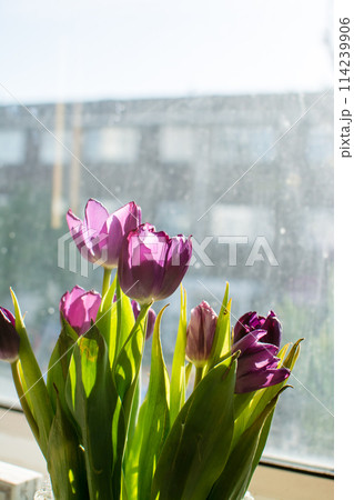 窓際に飾れらた朝日を浴びる紫色のチューリップ 春の日の朝 窓際に飾れらた朝日を浴びる紫色のチューリップ 春の日の朝 114239906