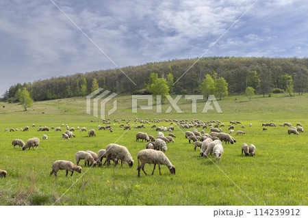 Sheep herd in Stiavnicke vrchy on Krupinska planina, Slovakia 114239912