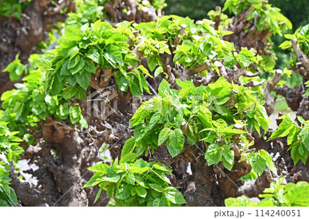 桑の若葉 桑の若葉 114240051