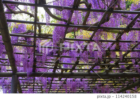 横須賀菖蒲園のフジの花 横須賀菖蒲園のフジの花 114240158