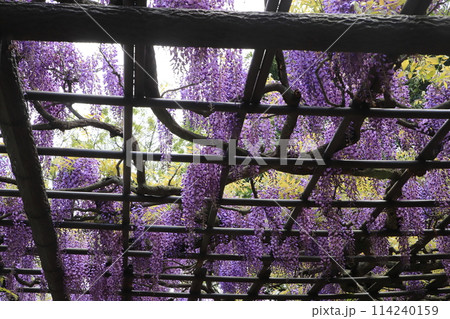 横須賀菖蒲園のフジの花 横須賀菖蒲園のフジの花 114240159