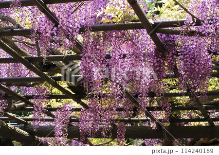 横須賀菖蒲園のフジの花 横須賀菖蒲園のフジの花 114240189