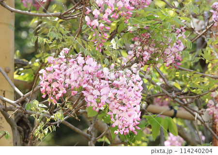 横須賀菖蒲園のフジの花 114240204
