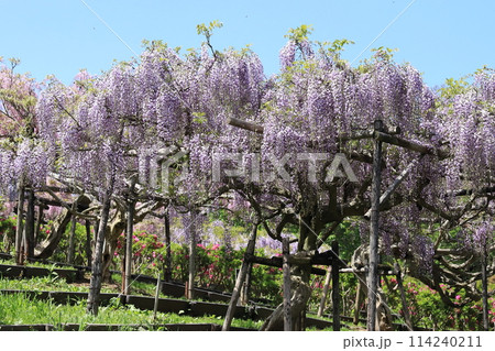 横須賀菖蒲園のフジの花 横須賀菖蒲園のフジの花 114240211