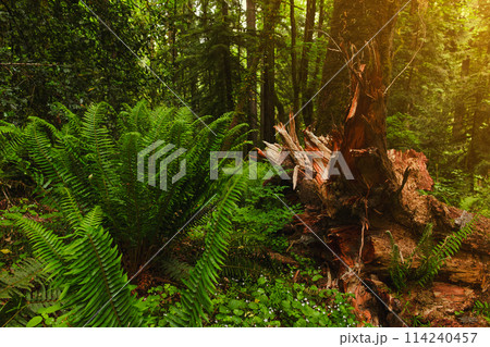 Pacific Northwest Lush Wilderness in Lacamas Park Pacific Northwest Lush Wilderness in Lacamas Park 114240457