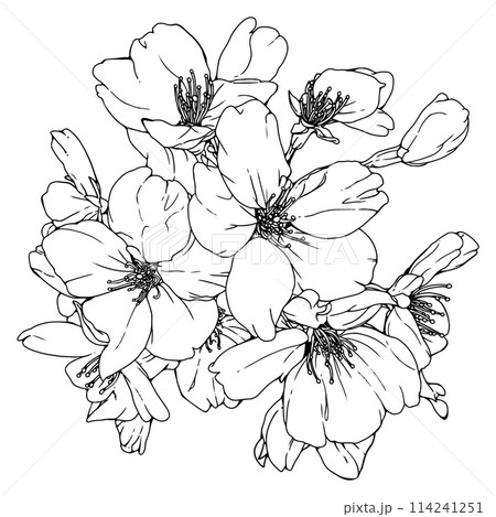 リアルな桜単体1 リアルな桜単体1 114241251