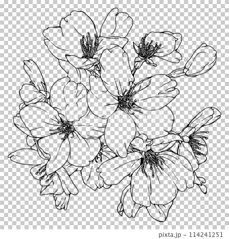 Realistic cherry blossoms alone 1 114241251