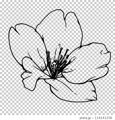 リアルな桜単体3 114241256