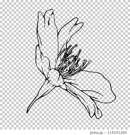 Realistic cherry blossoms 5 Realistic cherry blossoms 5 114241260