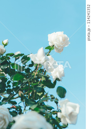 儚さげな薔薇 114241352