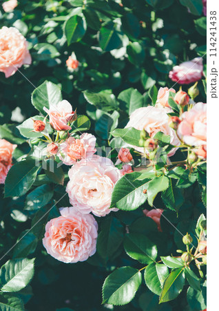 儚さげな薔薇 114241438