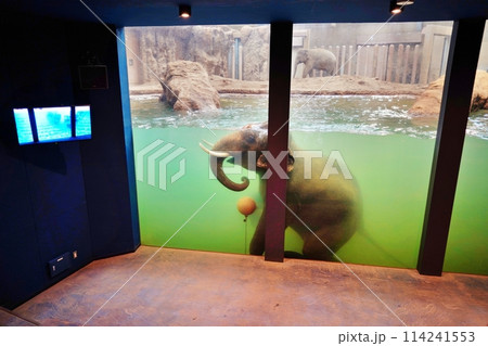 札幌市円山動物園 ぞう舎 札幌市円山動物園 ぞう舎 114241553