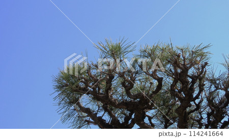 天高く力強くのびるクロマツの枝と松葉 日本伝統の縁起物 114241664