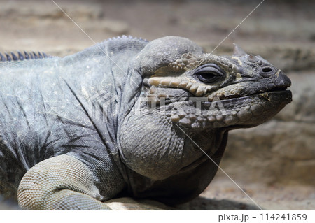 Nashornleguan   rhinoceros iguana   (Cyclura cornuta) 114241859