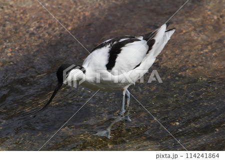 pied avocet (Recurvirostra avosetta) pied avocet (Recurvirostra avosetta) 114241864