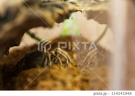 Mexican Red Knee Tarantula Juvenile Size Spider Mexican Red Knee Tarantula Juvenile Size Spider 114241948