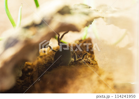Mexican Red Knee Tarantula Juvenile Spider Molting Mexican Red Knee Tarantula Juvenile Spider Molting 114241950