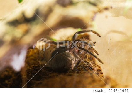 Mexican Red Knee Tarantula Juvenile Spider Molting 114241951