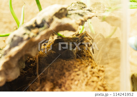 Mexican Red Knee Tarantula Juvenile Spider Molting Mexican Red Knee Tarantula Juvenile Spider Molting 114241952