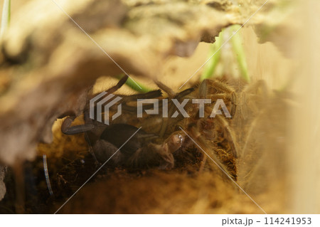 Mexican Red Knee Tarantula Juvenile Spider Molting Mexican Red Knee Tarantula Juvenile Spider Molting 114241953