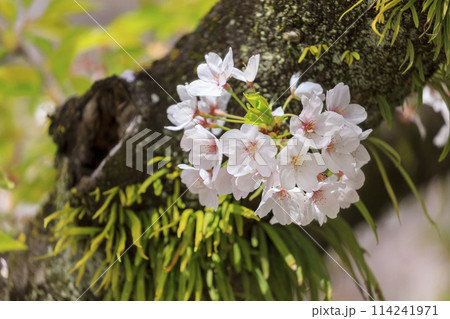 桜の花 桜の花 114241971
