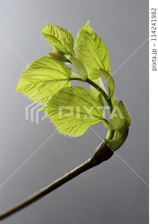 linden tree leaf bud emerging and opening linden tree leaf bud emerging and opening 114241982