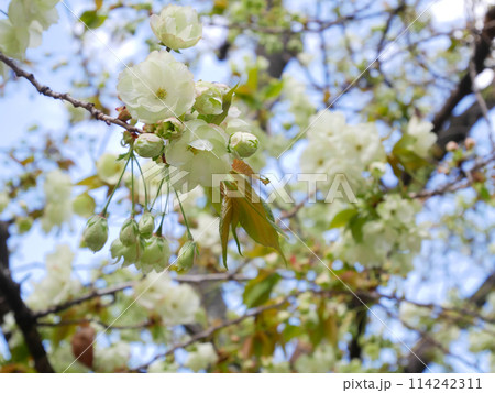 青空に咲く緑の桜　御衣黄桜　 114242311