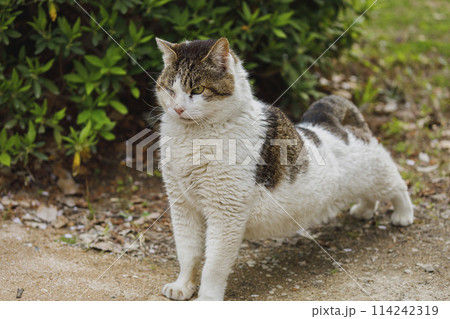 猫日和 114242319