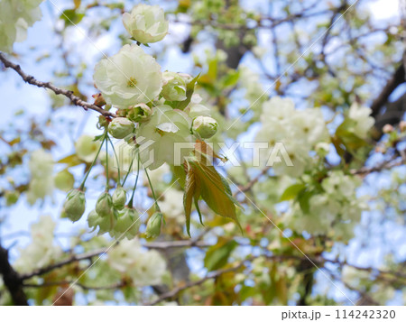 青空に咲く緑の桜　御衣黄桜　 114242320