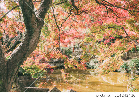 高浜市　大山緑地公園の紅葉 114242416