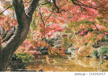 高浜市　大山緑地公園の紅葉 114242417