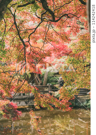 高浜市 大山緑地公園の紅葉 高浜市 大山緑地公園の紅葉 114242418