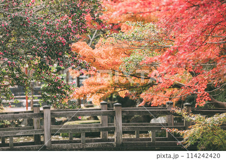 高浜市　大山緑地公園の紅葉 114242420