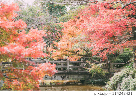高浜市　大山緑地公園の紅葉 114242421