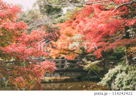 高浜市 大山緑地公園の紅葉 高浜市 大山緑地公園の紅葉 114242422