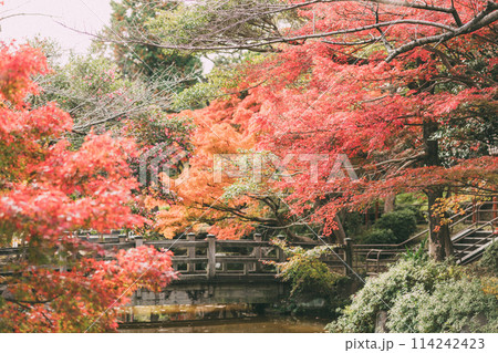 高浜市 大山緑地公園の紅葉 高浜市 大山緑地公園の紅葉 114242423