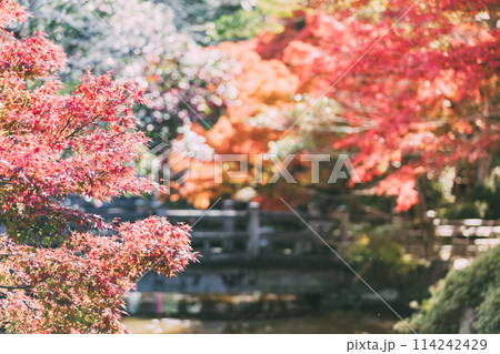 高浜市　大山緑地公園の紅葉 114242429