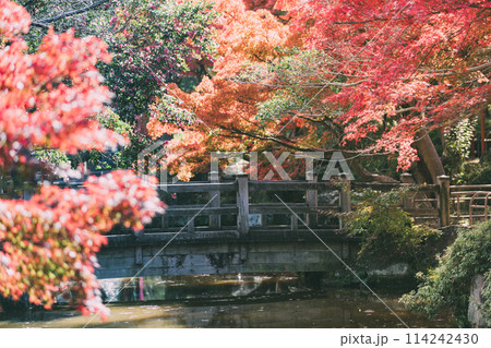 高浜市 大山緑地公園の紅葉 高浜市 大山緑地公園の紅葉 114242430