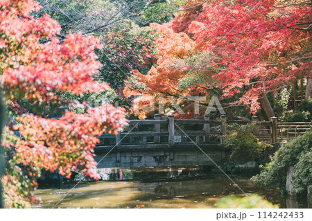 高浜市 大山緑地公園の紅葉 高浜市 大山緑地公園の紅葉 114242433