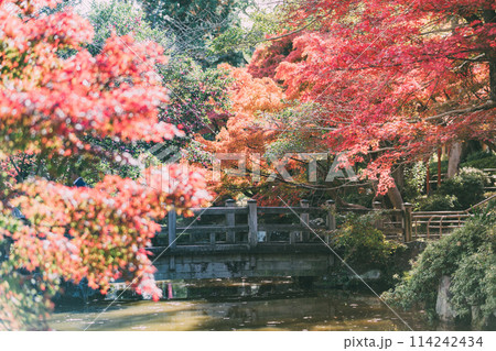 高浜市 大山緑地公園の紅葉 高浜市 大山緑地公園の紅葉 114242434