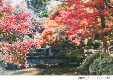 高浜市　大山緑地公園の紅葉 114242436