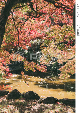 高浜市 大山緑地公園の紅葉 高浜市 大山緑地公園の紅葉 114242447