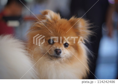 白いポメラニアン 114242486