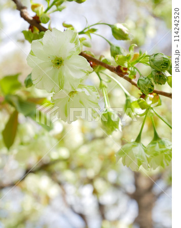 青空に咲く緑の桜 御衣黄桜 青空に咲く緑の桜 御衣黄桜 114242520