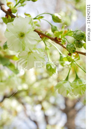青空に咲く緑の桜　御衣黄桜　～3:2バージョン 114242521