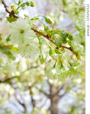 青空に咲く緑の桜　御衣黄桜　 114242522