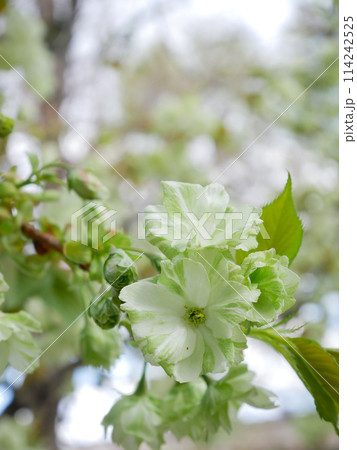青空に咲く緑の桜　御衣黄桜　 114242525