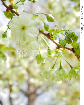青空に咲く緑の桜 御衣黄桜 青空に咲く緑の桜 御衣黄桜 114242528